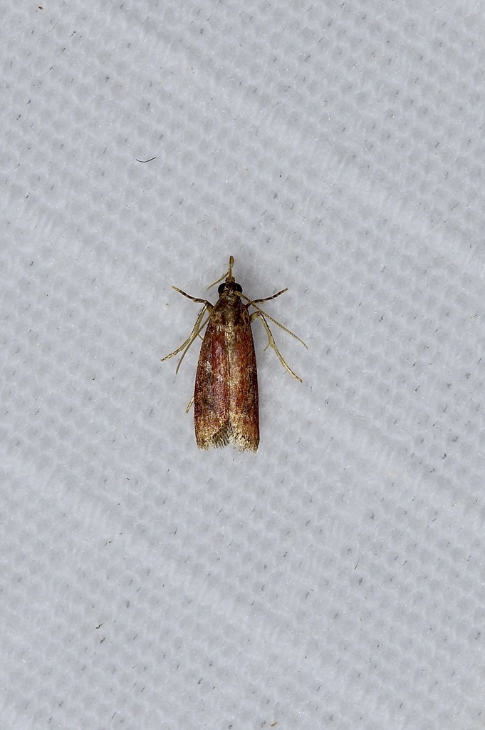 Varneria atrifasciella