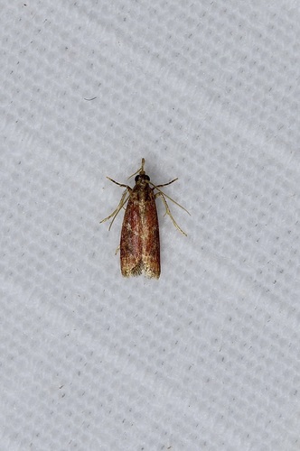Varneria atrifasciella