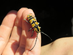 Tragocephala frenata