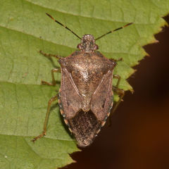 Podisus serieventris