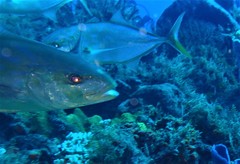 Caranx bartholomaei