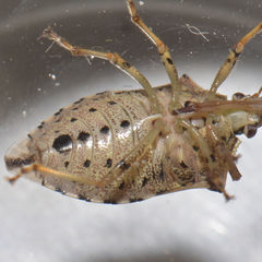 Podisus serieventris
