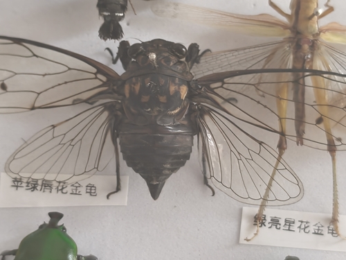 Robust Cicada