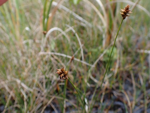 Dioecious Sedge (Carex dioica)