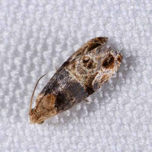 Grape Berry Moth photo 5