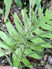 Lorinseria areolata image