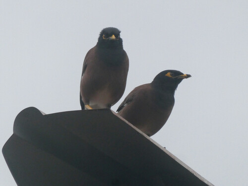 Common Myna
