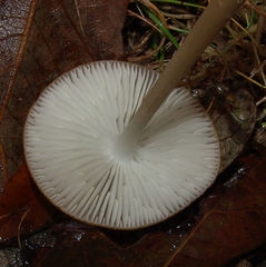 Hymenopellis sinapicolor