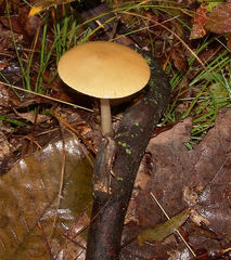 Hymenopellis sinapicolor
