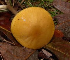Hymenopellis sinapicolor