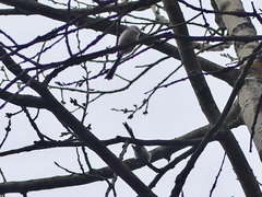 Aegithalos caudatus