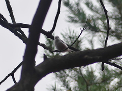 Aegithalos caudatus