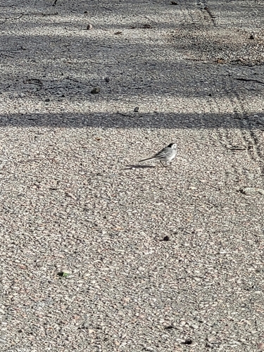 White Wagtail