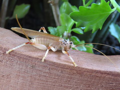 Stictogryllacris