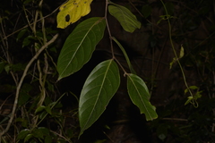 Glochidion sumatranum