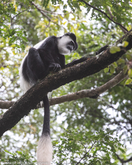 Colobus guereza matschiei