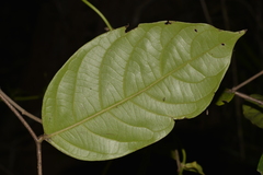 Glochidion sumatranum