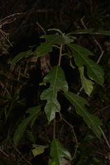 Ficus fraseri