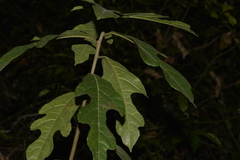 Ficus fraseri