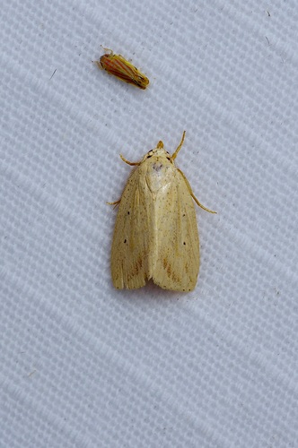 Oblique Grass Moth photo 2