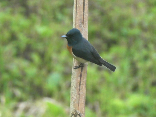 Vanikoro Flycatcher