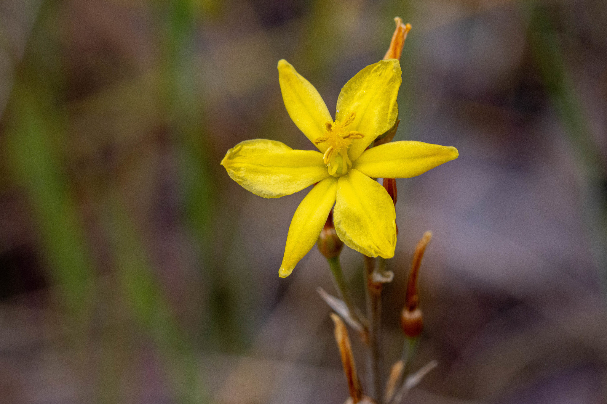 Bulbine