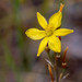 Bulbine - Photo (c) Alan Melville, μερικά δικαιώματα διατηρούνται (CC BY-NC-ND), uploaded by Alan Melville