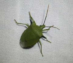 Biprorulus bibax