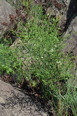 Asparagus africanus