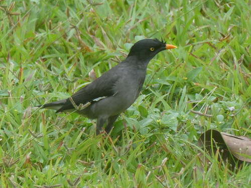 Jungle Myna