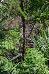 Asparagus africanus