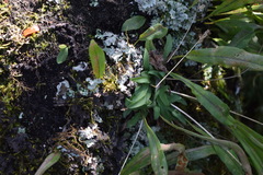 Stenoglottis