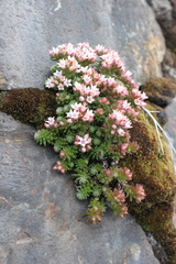 Sedum goldmanii