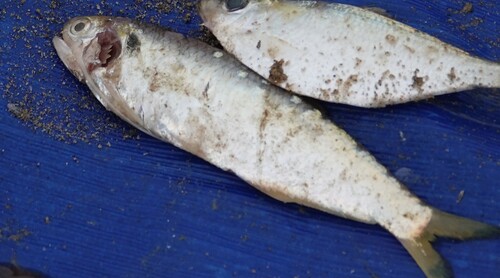 Anchovy (Thryssa setirostris) — Engraulidae — 5