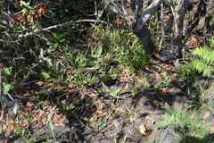 Ledebouria floribunda