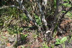 Ledebouria floribunda