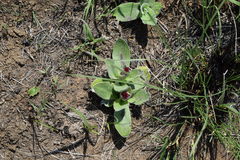 Helichrysum ecklonis