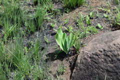 Brunsvigia undulata