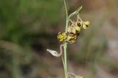 Asclepiadinae