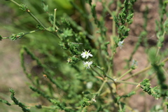 Asparagus africanus