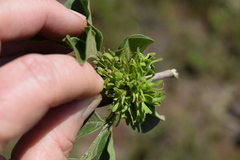 Vangueria macrocalyx