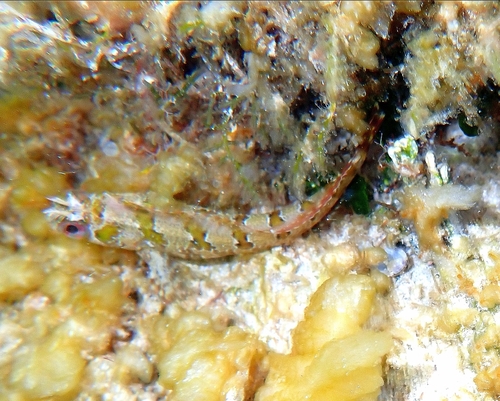 Parablennius gattorugine