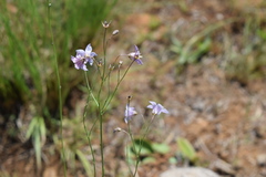 Wahlenbergia huttonii