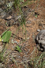 Wahlenbergia huttonii