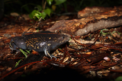 Rhinophrynus dorsalis