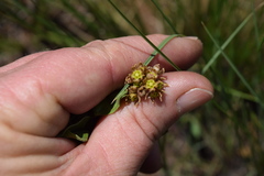Asclepiadinae