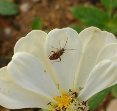 Polymerus