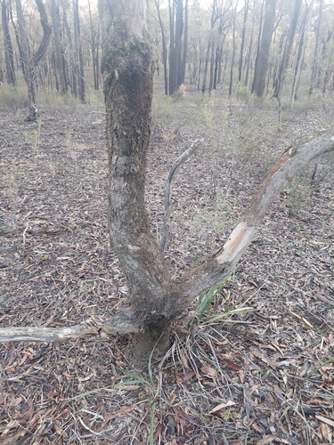 Eucalyptus viridis, photograph 3