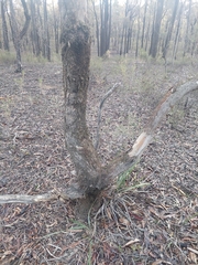Eucalyptus viridis, photograph (c) Nina Kerr, some rights reserved (CC BY)
