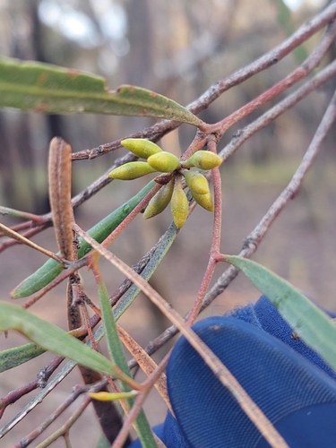 Eucalyptus viridis, photograph 4